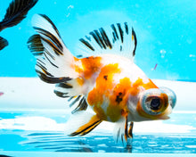 Load image into Gallery viewer, Tricolor Butterfly Telescope (3-4 inches) Imported from Thailand