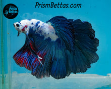 Load image into Gallery viewer, Marble Halfmoon Male