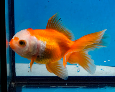 Red and White Oranda Goldfish (3.5-4.25 inches)