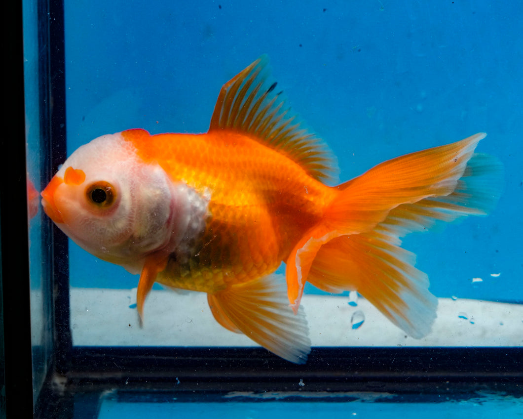 Red and White Oranda Goldfish (3.5-4.25 inches)