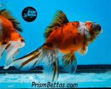 Load image into Gallery viewer, Calico Telescope Fantail Goldfish (3.5+ body size) (Copy) (Copy)