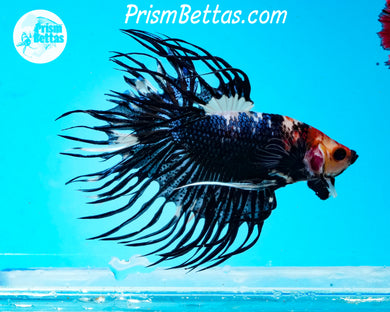 Black and White Marble Crowntail Male