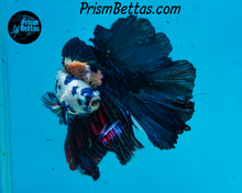 Load image into Gallery viewer, Marble Halfmoon Male