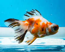 Load image into Gallery viewer, Tricolor Butterfly Telescope (3-4 inches) Imported from Thailand