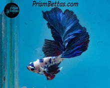 Load image into Gallery viewer, Marble Halfmoon Male