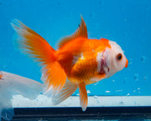 Load image into Gallery viewer, Red and White Oranda Goldfish (3.5-4.25 inches)