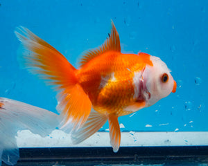 Red and White Oranda Goldfish (3.5-4.25 inches)