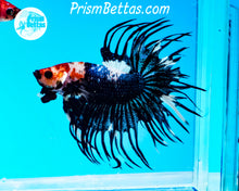 Load image into Gallery viewer, Black and White Marble Crowntail Male