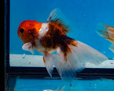 Calico Oranda Goldfish (3.5-4.25 inches)