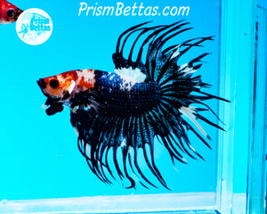 Black and White Marble Crowntail Male