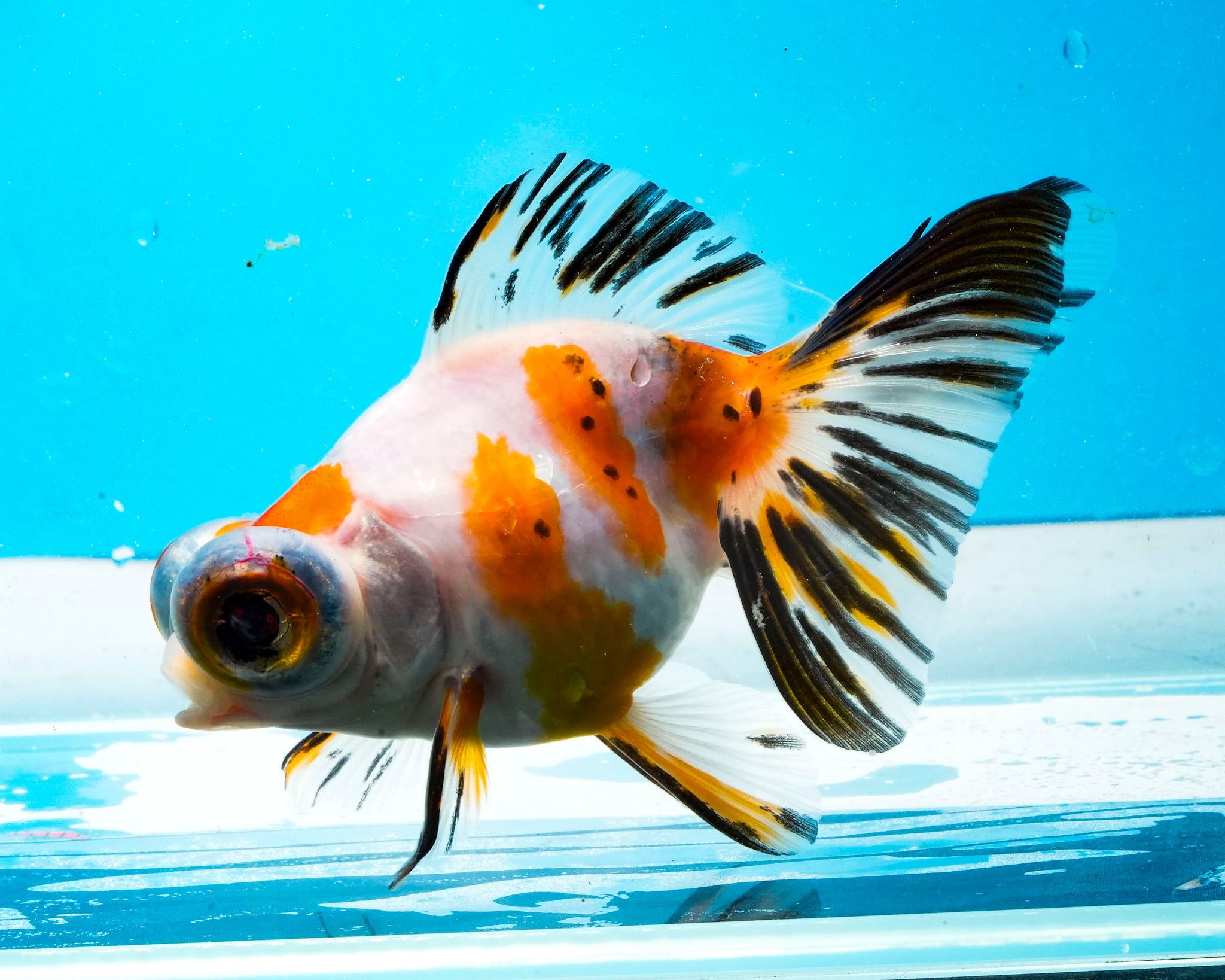Telescope and Fantail Goldfish – Prism Bettas, image size:2048x1638