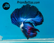 Load image into Gallery viewer, Marble Halfmoon Male
