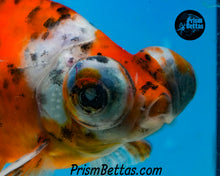 Load image into Gallery viewer, Calico Telescope Fantail Goldfish (3.5+ body size) (Copy) (Copy)