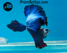 Load image into Gallery viewer, Marble Halfmoon Male