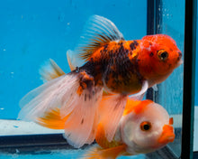 Load image into Gallery viewer, Calico Oranda Goldfish (3.5-4.25 inches)