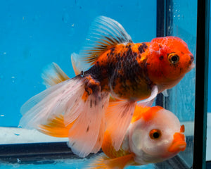 Calico Oranda Goldfish (3.5-4.25 inches)