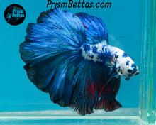 Load image into Gallery viewer, Marble Halfmoon Male