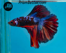 Load image into Gallery viewer, Galaxy Candy Koi Halfmoon Male