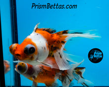 Load image into Gallery viewer, Calico Telescope Fantail Goldfish (3.5+ body size)