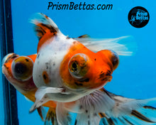 Load image into Gallery viewer, Calico Telescope Fantail Goldfish (3.5+ body size)