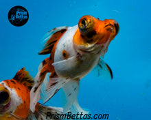 Load image into Gallery viewer, Calico Telescope Fantail Goldfish (3.5+ body size)