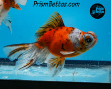 Load image into Gallery viewer, Calico Telescope Fantail Goldfish (3.5+ body size) (Copy) (Copy)