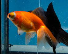 Load image into Gallery viewer, Orange Telescope (2.75-3.5 inches) 2/$35
