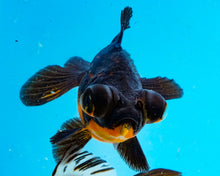 Load image into Gallery viewer, Apache Butterfly Telescope (3-4 inches) Imported from Thailand