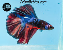 Load image into Gallery viewer, Galaxy Candy Koi Halfmoon Male