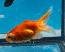Load image into Gallery viewer, Orange Telescope (2.75-3.5 inches) 2/$35