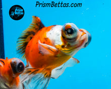 Load image into Gallery viewer, Calico Telescope Fantail Goldfish (3.5+ body size) (Copy) (Copy)