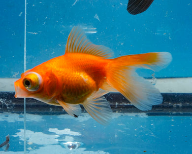 Orange Telescope (2.75-3.5 inches) 2/$35