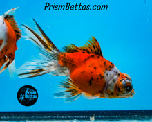 Load image into Gallery viewer, Calico Telescope Fantail Goldfish (3.5+ body size) (Copy) (Copy)