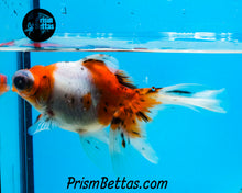 Load image into Gallery viewer, Calico Telescope Fantail Goldfish (3.5+ body size)