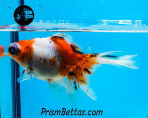 Calico Telescope Fantail Goldfish (3.5+ body size)