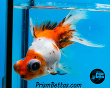 Load image into Gallery viewer, Calico Telescope Fantail Goldfish (3.5+ body size)