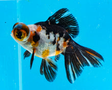 Load image into Gallery viewer, Tricolor Butterfly Telescope (3-4 inches) Imported from Thailand