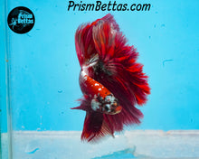 Load image into Gallery viewer, Hellboy Halfmoon Male
