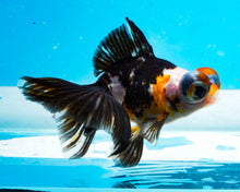 Load image into Gallery viewer, Tricolor Butterfly Telescope (3-4 inches) Imported from Thailand