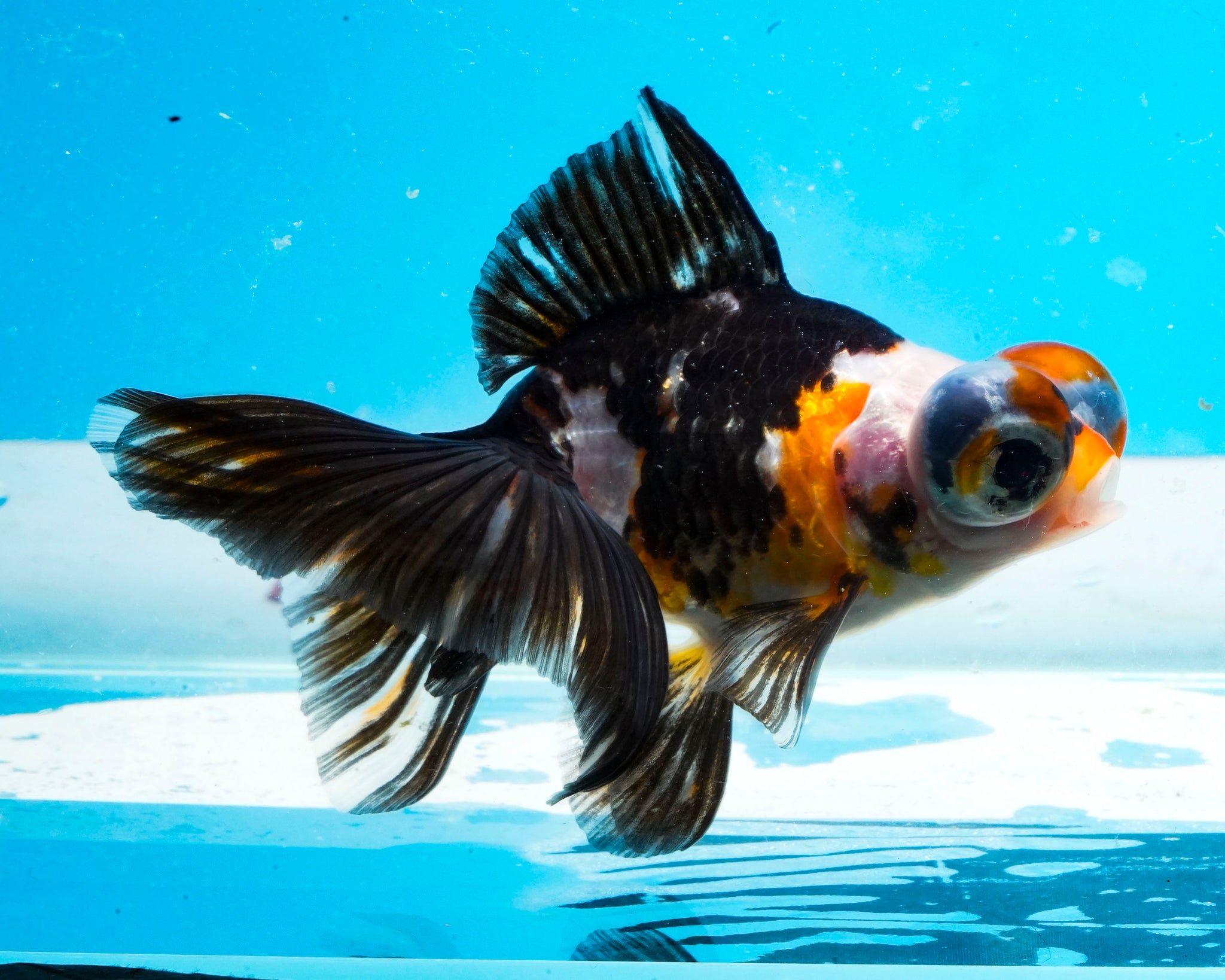 Telescope and Fantail Goldfish – Prism Bettas, image size:2048x1638
