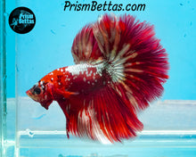 Load image into Gallery viewer, Hellboy Halfmoon Male