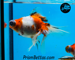 Calico Telescope Fantail Goldfish (3.5+ body size)