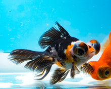 Load image into Gallery viewer, Tricolor Butterfly Telescope (3-4 inches) Imported from Thailand