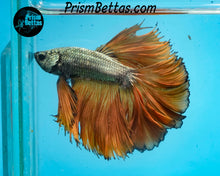 Load image into Gallery viewer, Yellow Copper Halfmoon Male