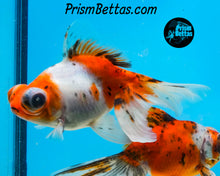 Load image into Gallery viewer, Calico Telescope Fantail Goldfish (3.5+ body size)