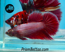 Load image into Gallery viewer, Pink Salamander Halfmoon Female