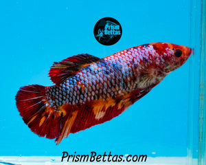 Marble Giant Halfmoon Plakat Female