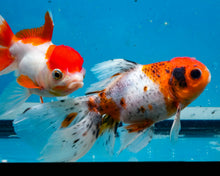Load image into Gallery viewer, Calico Oranda Goldfish (3.5-4.25 inches)