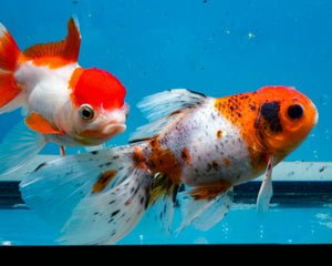 Calico Oranda Goldfish (3.5-4.25 inches)