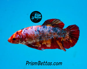 Marble Giant Halfmoon Plakat Female